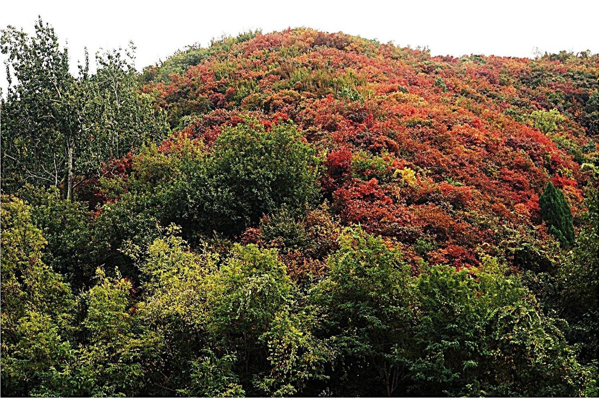 荒山野岭的红叶疯长呈现原生态的美