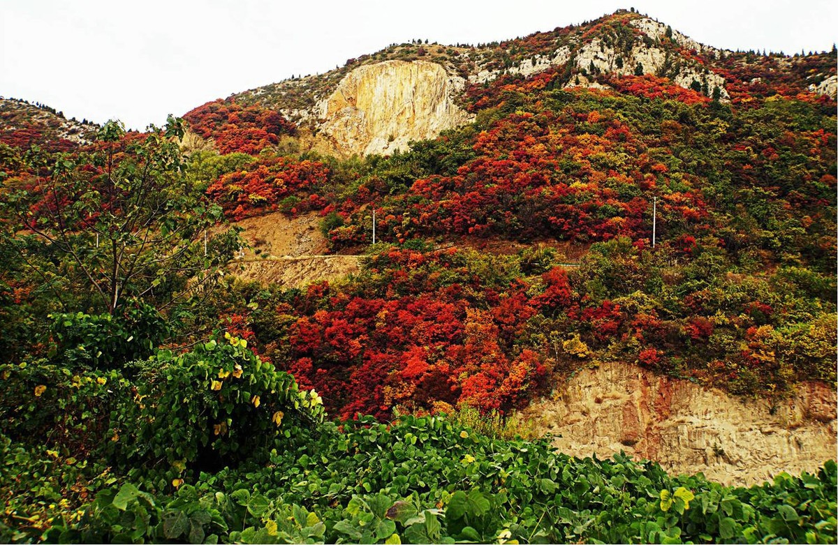 荒山野岭的红叶疯长呈现原生态的美