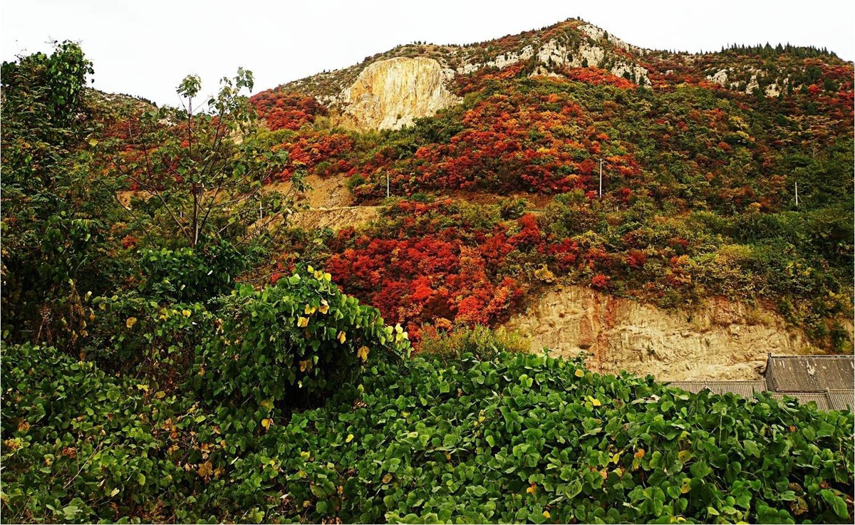 荒山野岭的红叶疯长呈现原生态的美
