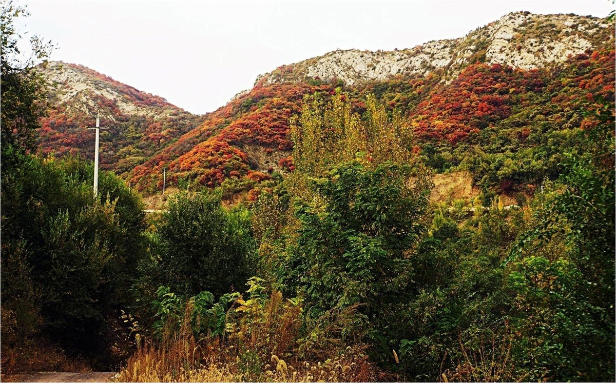 荒山野岭的红叶疯长呈现原生态的美