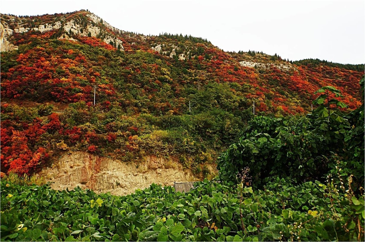 荒山野岭的红叶疯长呈现原生态的美