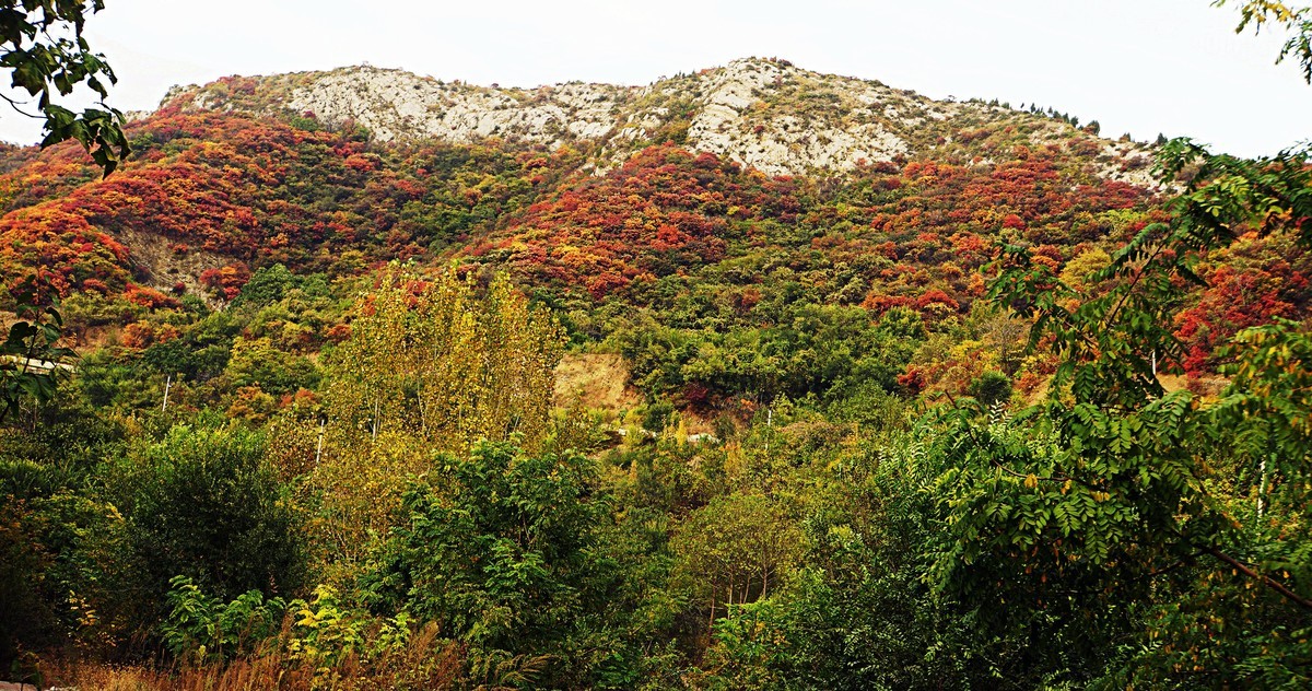 荒山野岭的红叶疯长呈现原生态的美