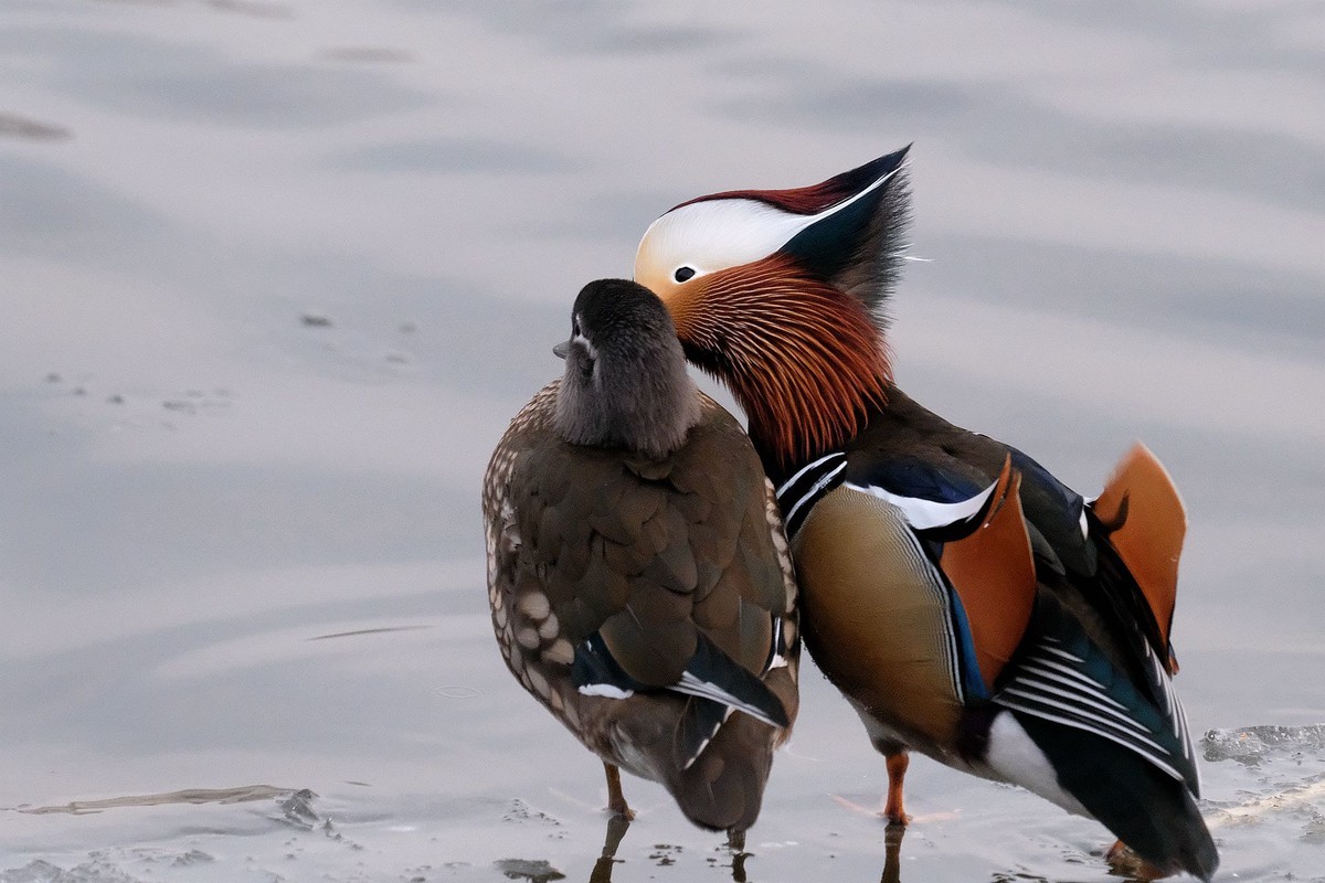 卿卿我我(鸳鸯）