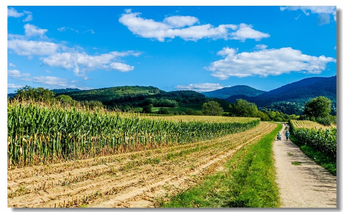 骑行游拍之“田野”