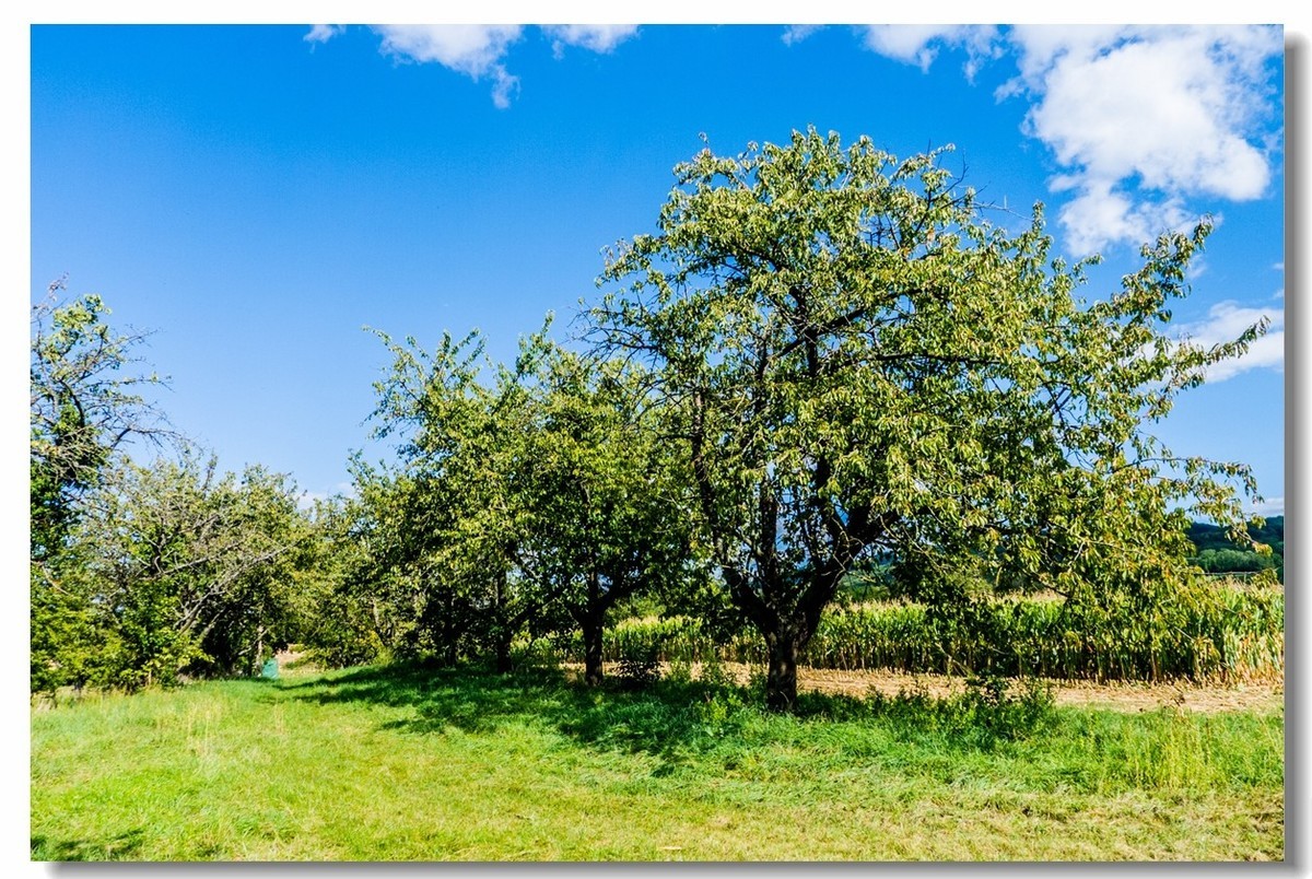 骑行游拍之“田野”