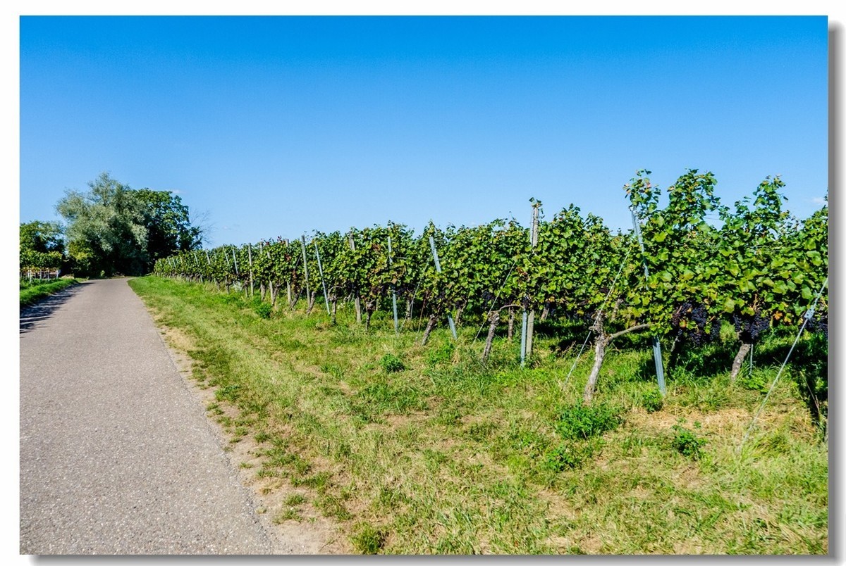 骑行游拍之“田野”