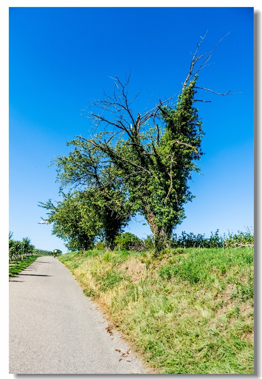 骑行游拍之“田野”