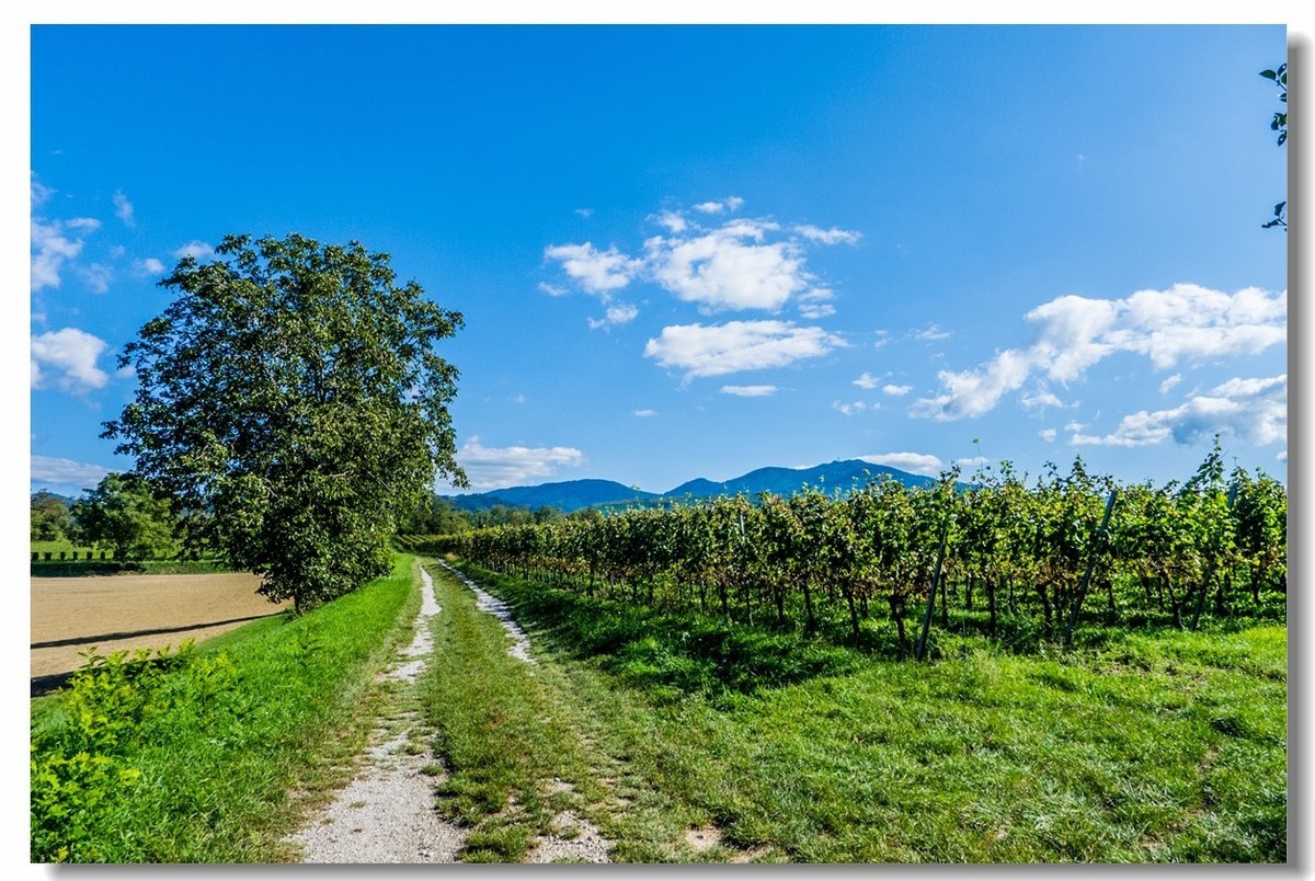 骑行游拍之“田野”