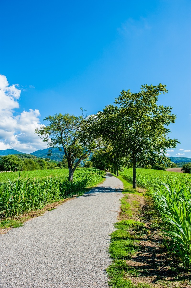 田园秋光（南德）