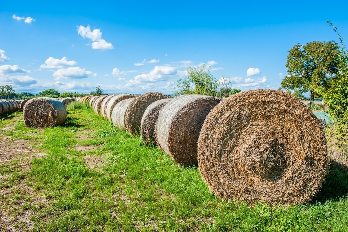 田园秋光（南德）