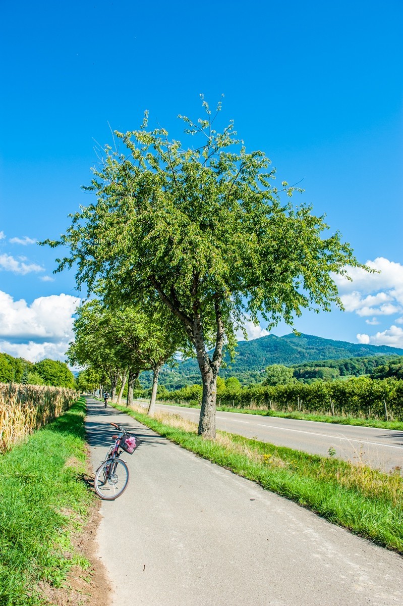 田园秋光（南德）