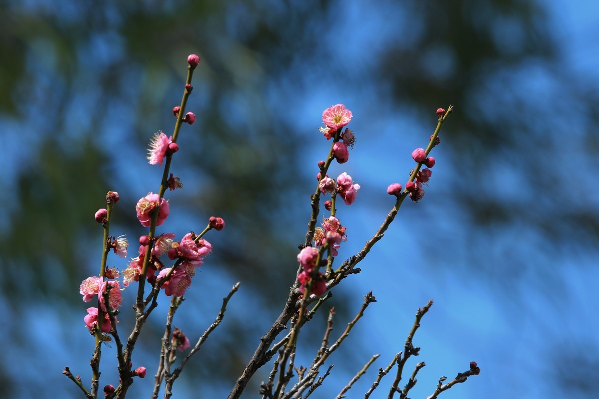 拍摄花卉一（462）