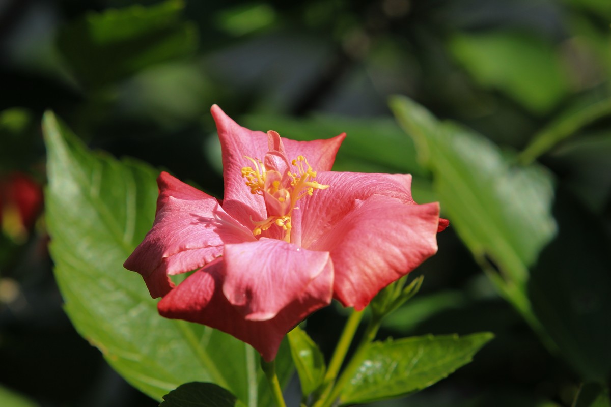 拍摄花卉一（462）