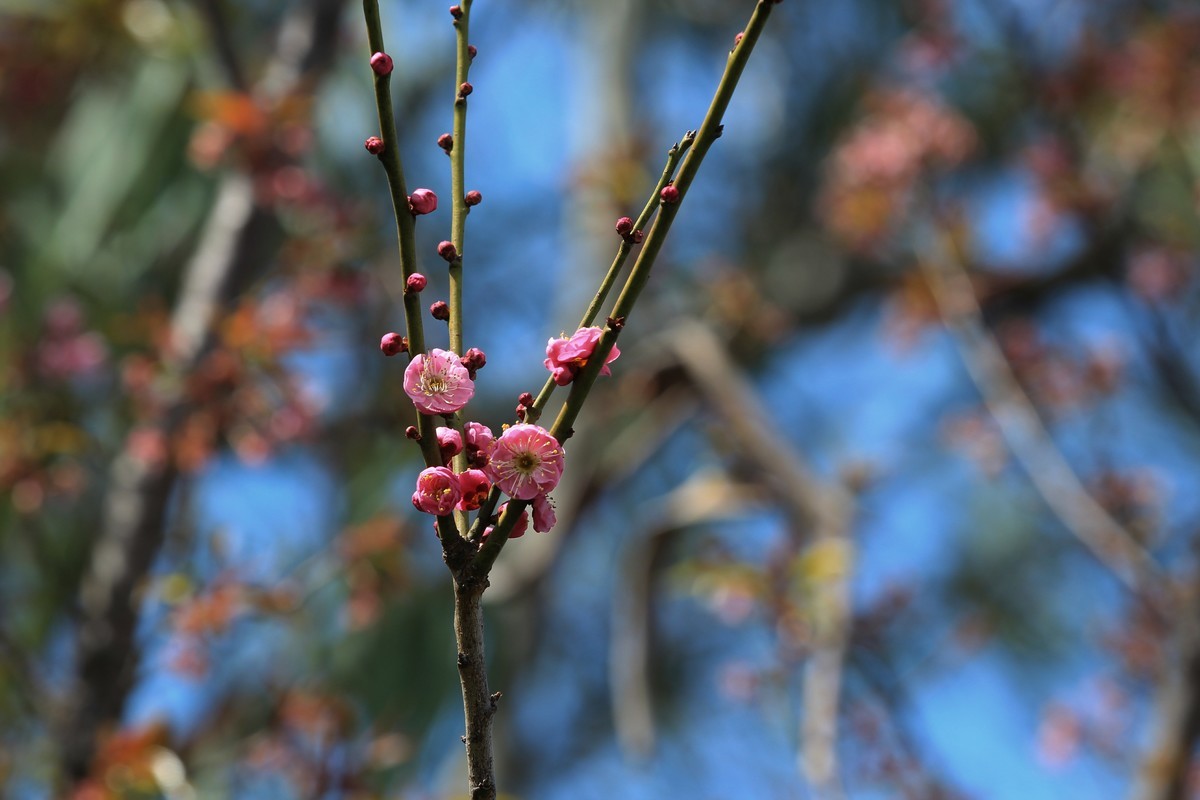 拍摄花卉一（462）