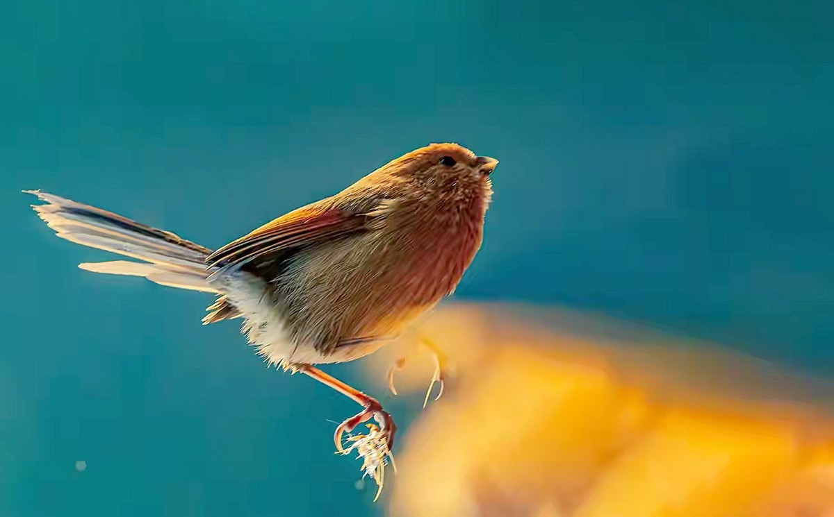 芦苇堆上的棕头鸫雀