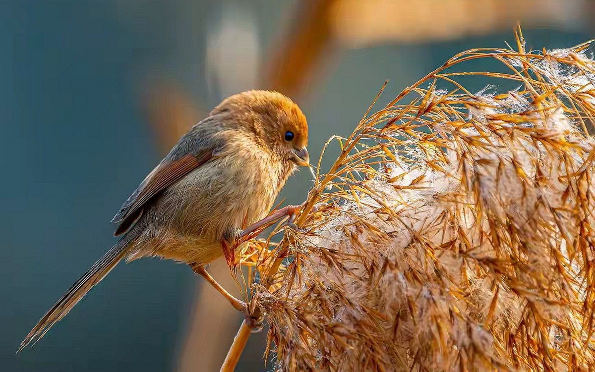 芦苇堆上的棕头鸫雀