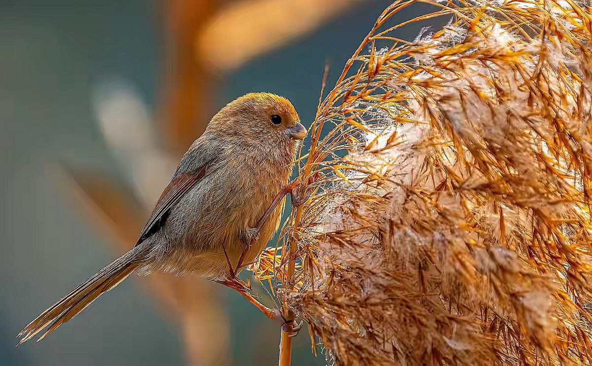 芦苇堆上的棕头鸫雀