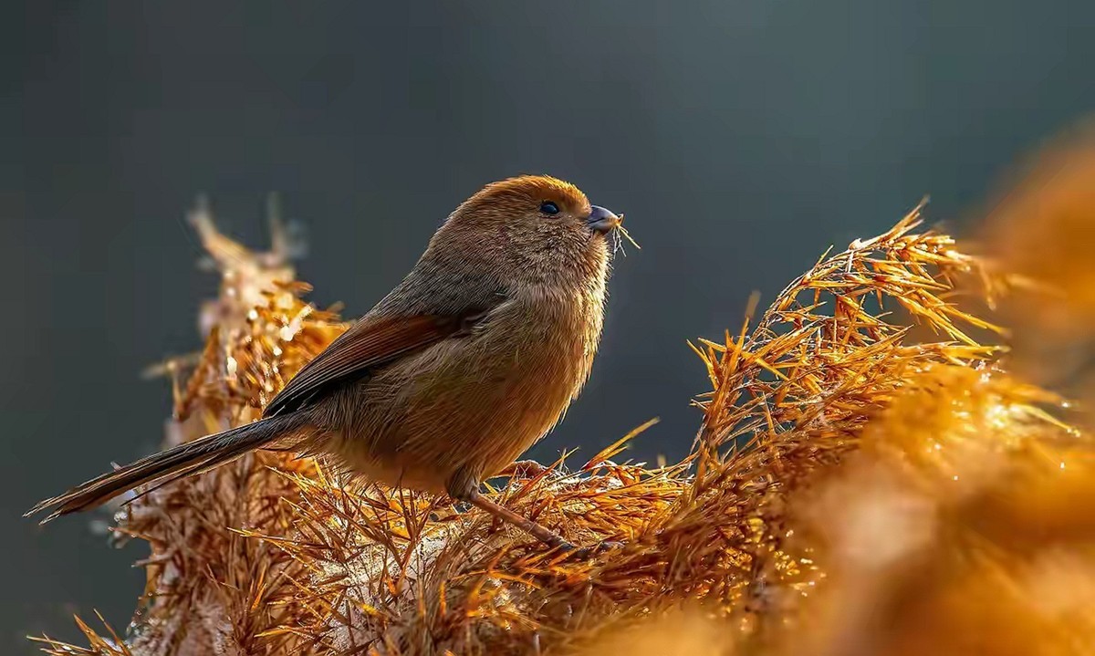 芦苇堆上的棕头鸫雀