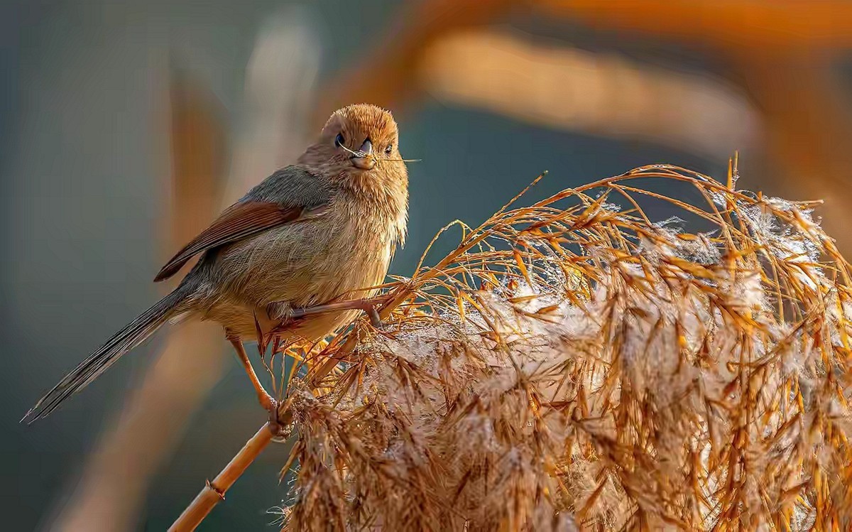 芦苇堆上的棕头鸫雀