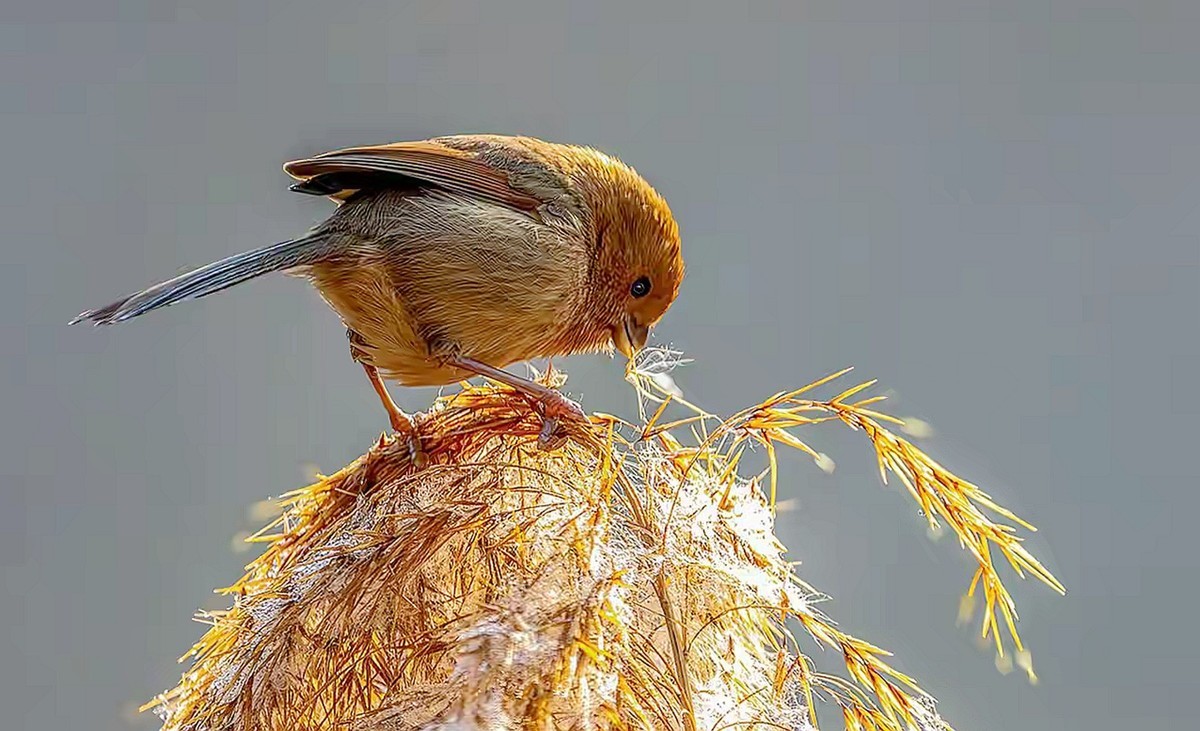芦苇堆上的棕头鸫雀