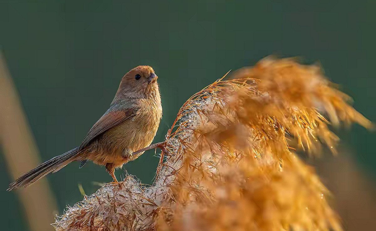 芦苇堆上的棕头鸫雀