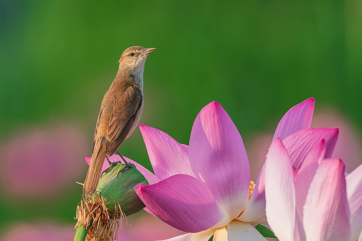 且行且看且从容，且停且忘且随风。