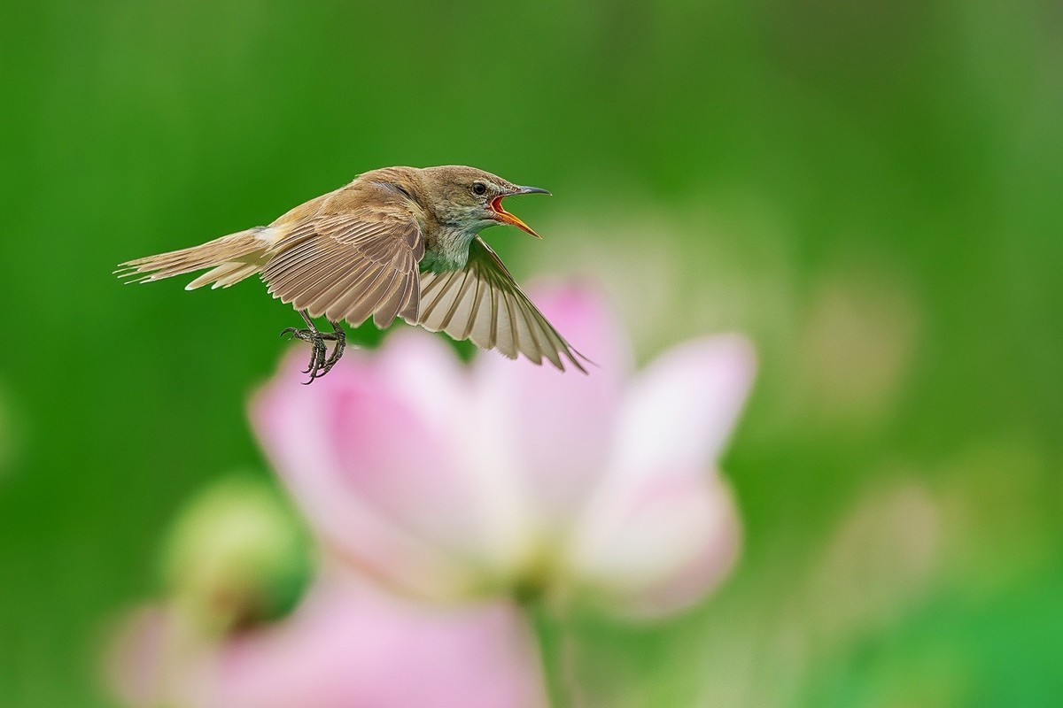 且行且看且从容，且停且忘且随风。