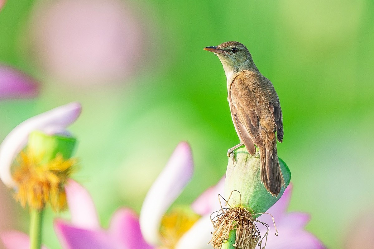 且行且看且从容，且停且忘且随风。
