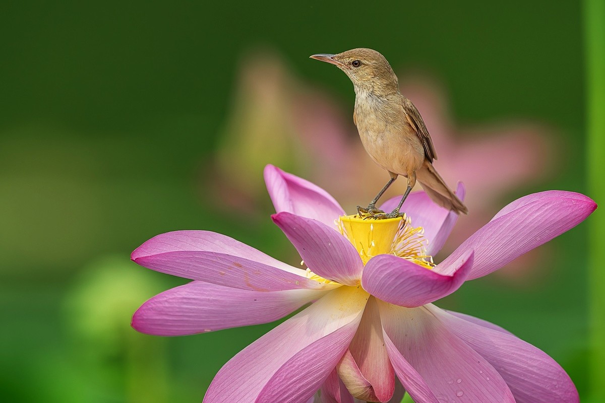且行且看且从容，且停且忘且随风。