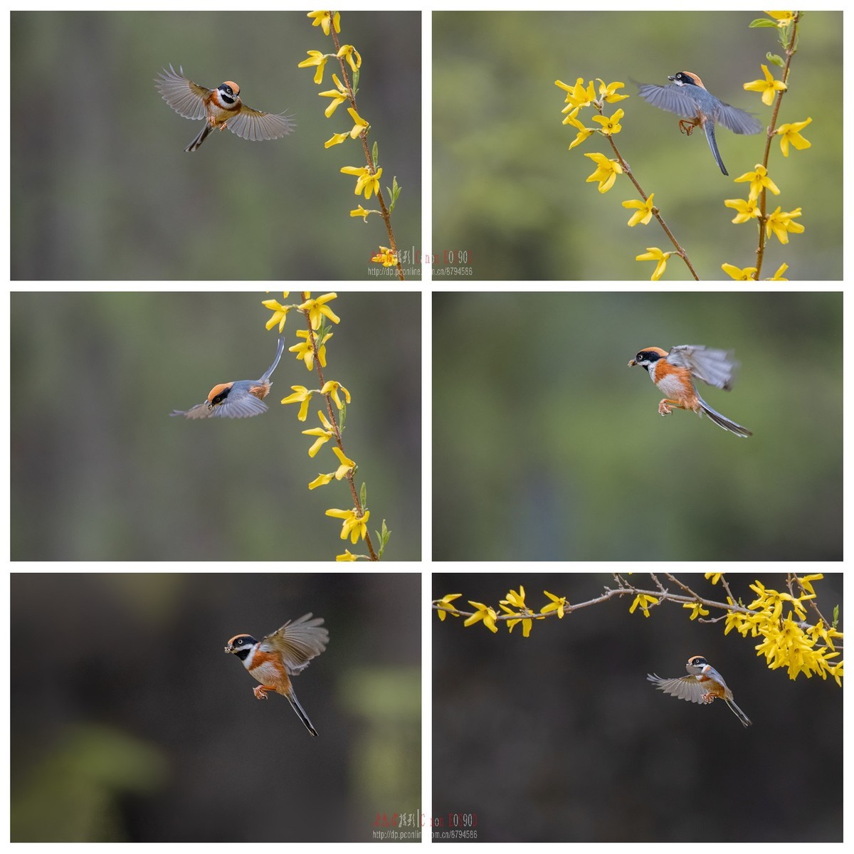 4月1日红头长尾山雀余片拼图