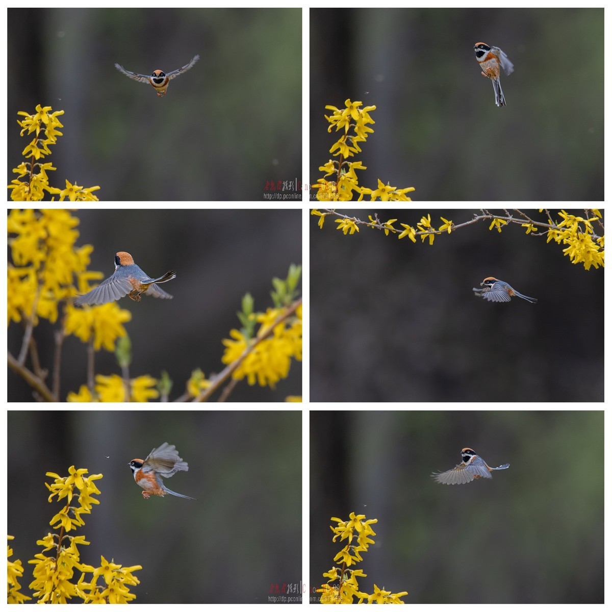 4月1日红头长尾山雀余片拼图