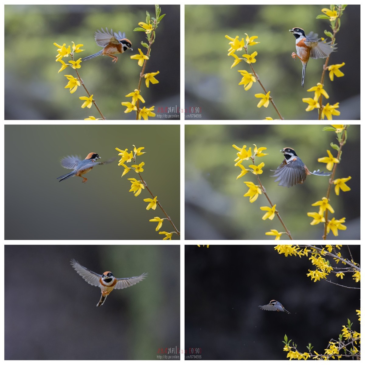 4月1日红头长尾山雀余片拼图