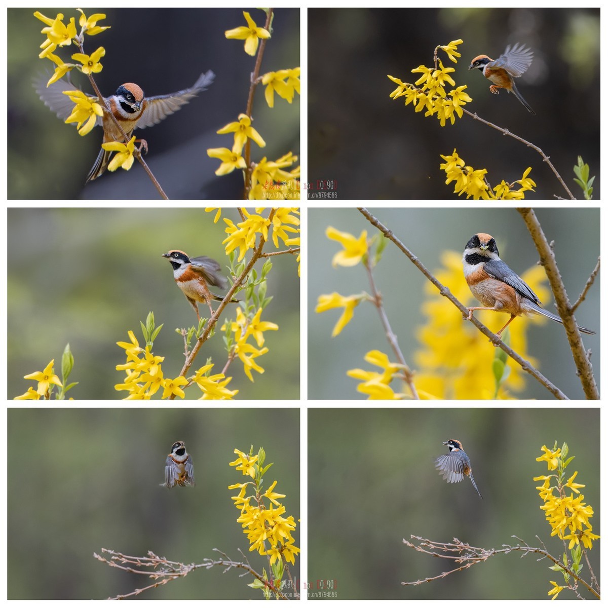 4月1日红头长尾山雀余片拼图