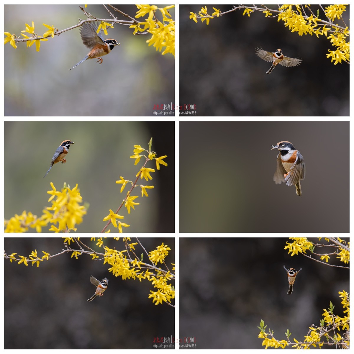 4月1日红头长尾山雀余片拼图