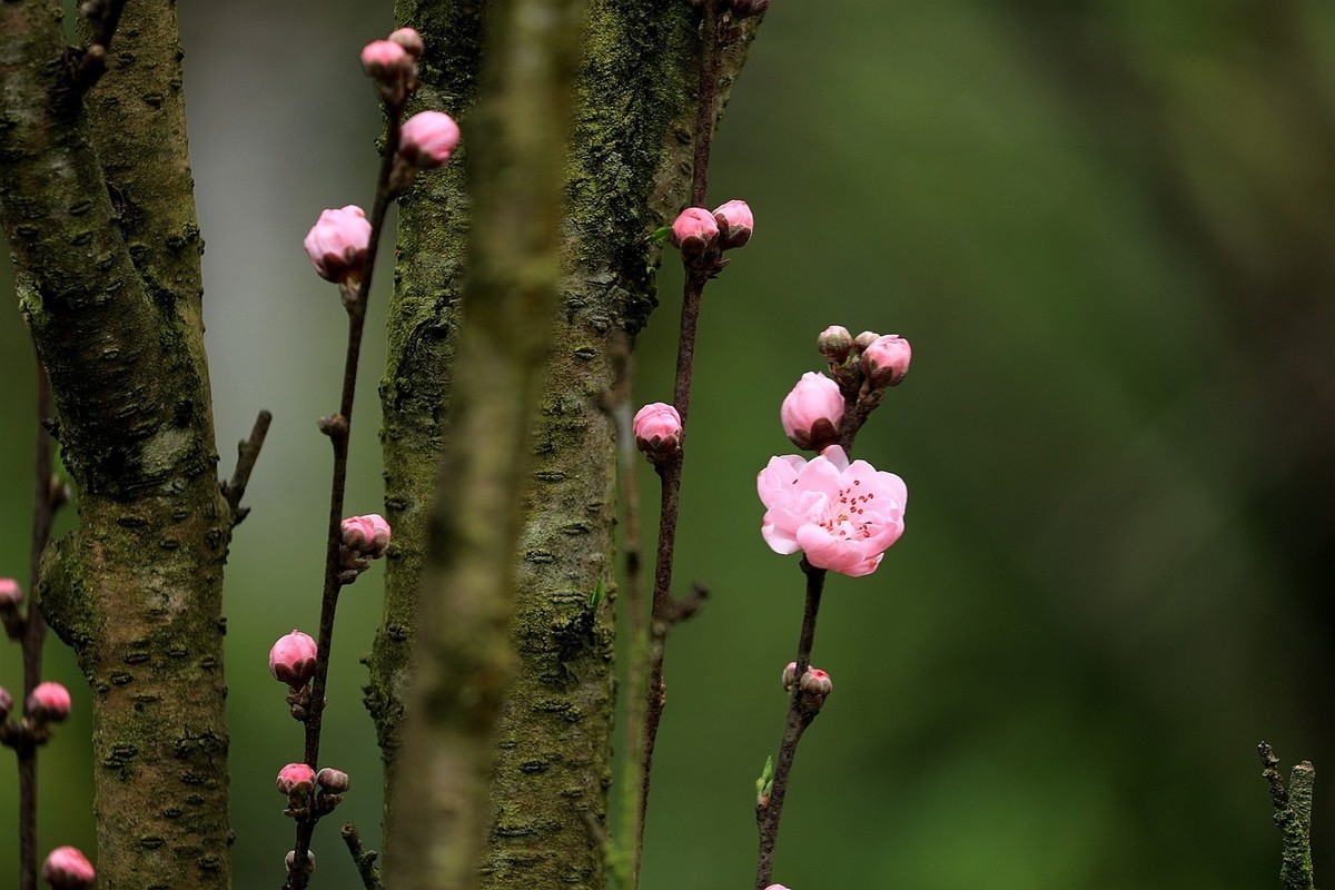 桃花【五】2025.083