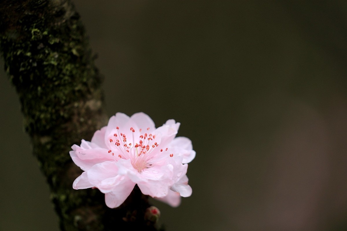 桃花【五】2025.083