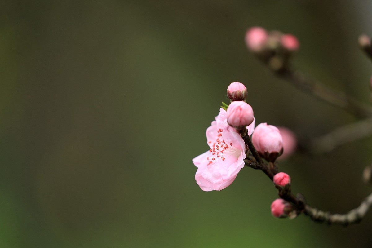 桃花【五】2025.083