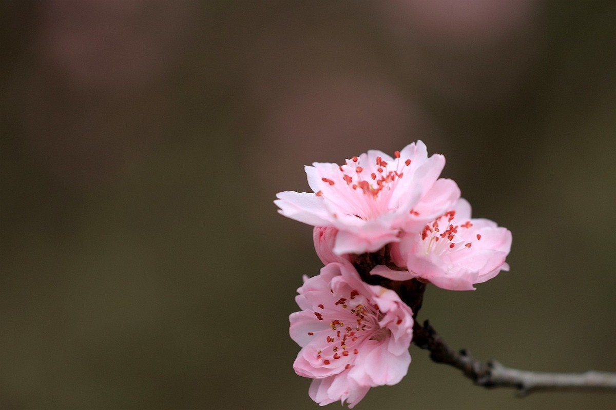 桃花【五】2025.083