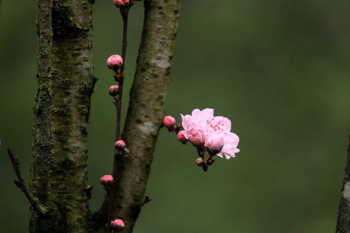 桃花【五】2025.083