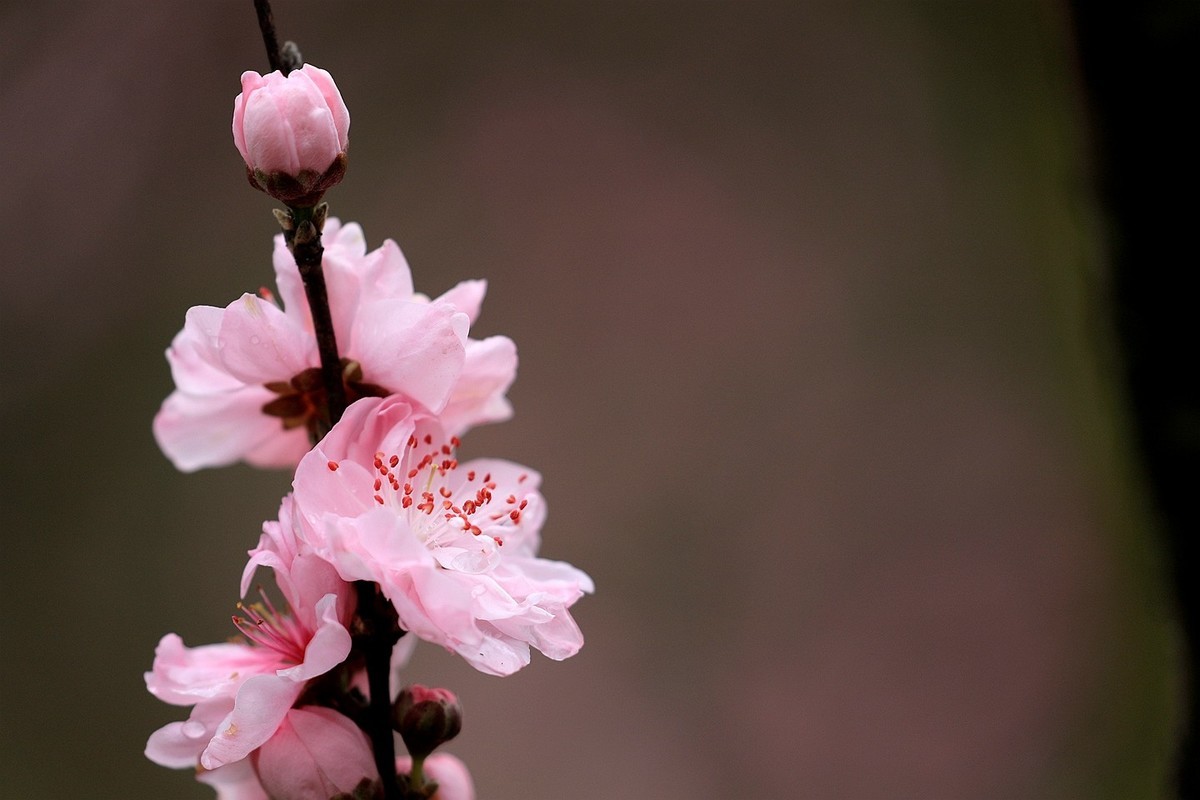 桃花【五】2025.083