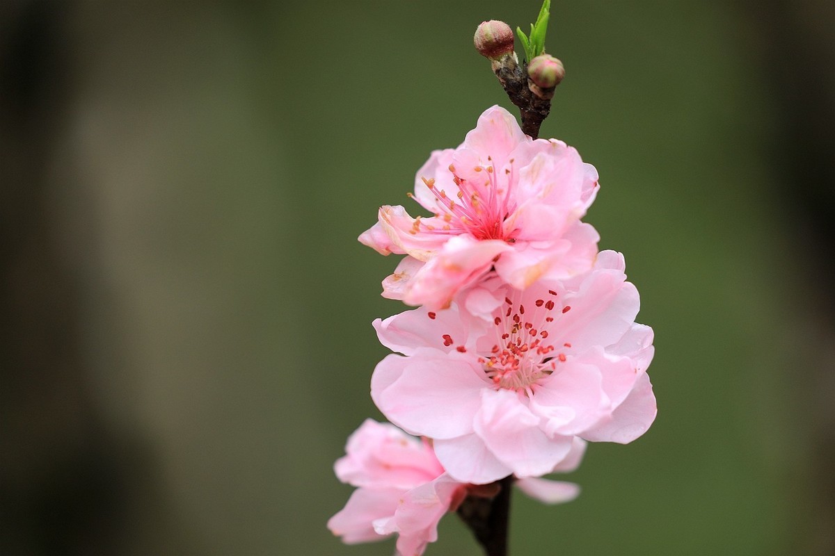 桃花【五】2025.083