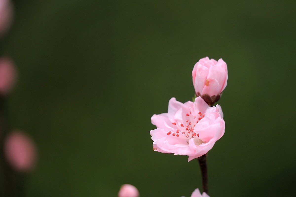 桃花【五】2025.083