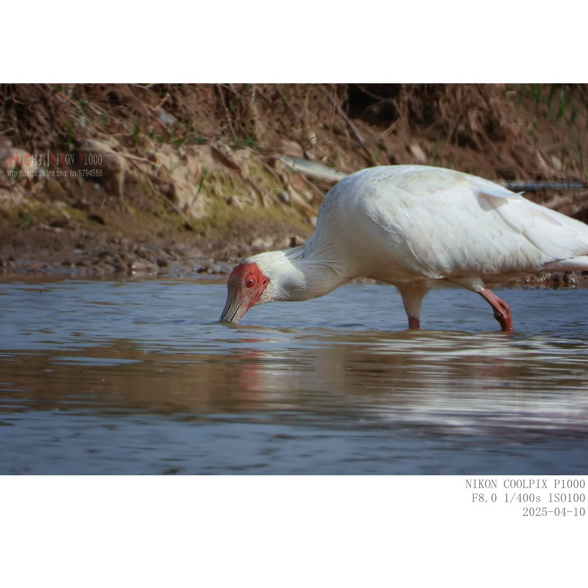 捞泥鳅（朱鹮）