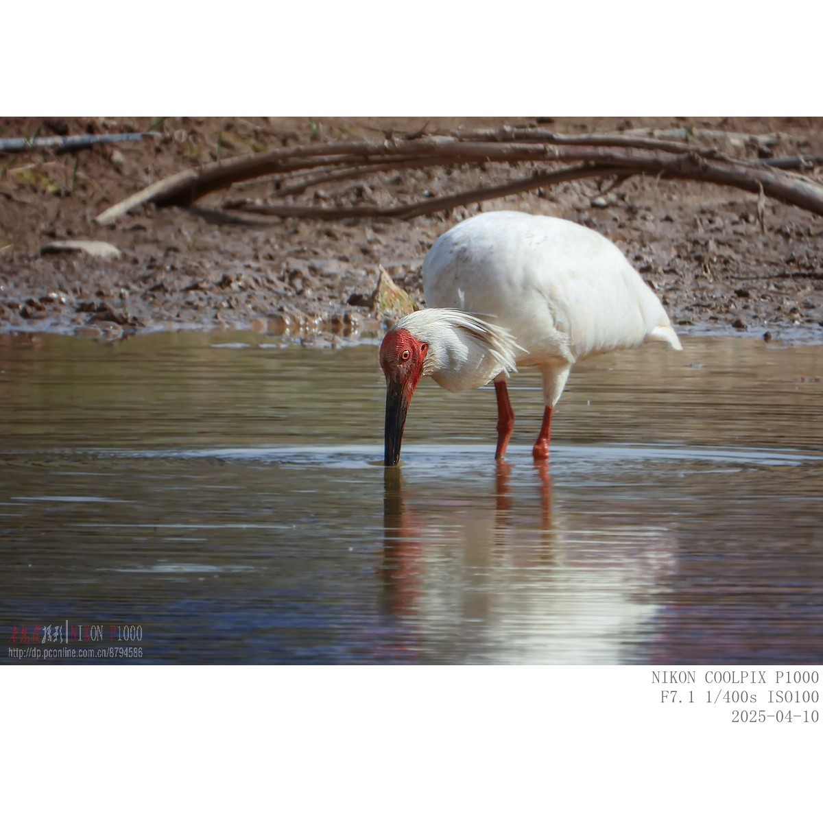 捞泥鳅（朱鹮）