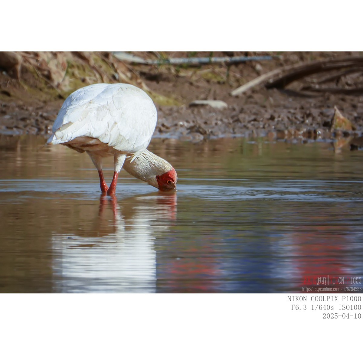 捞泥鳅（朱鹮）