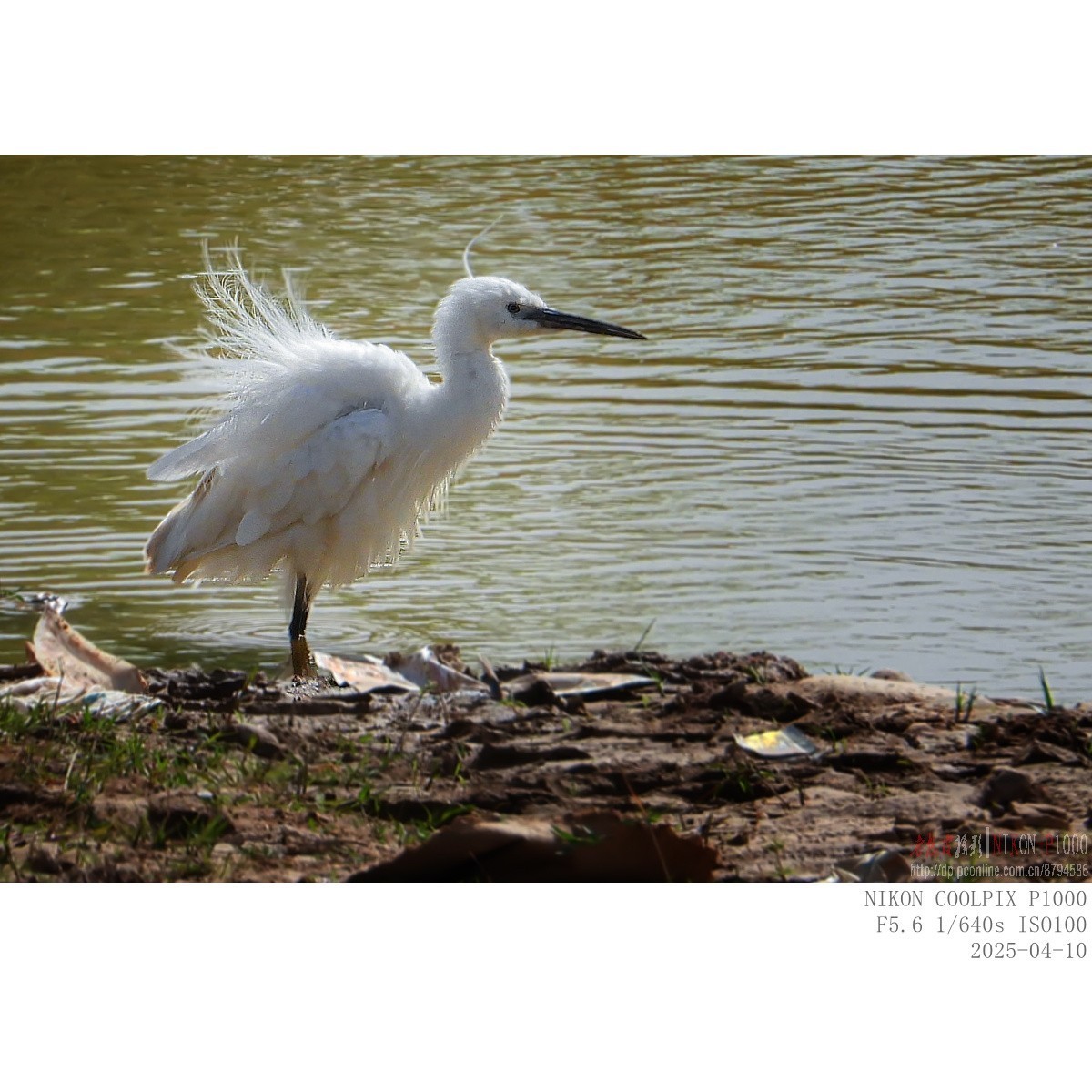 捞泥鳅（朱鹮）