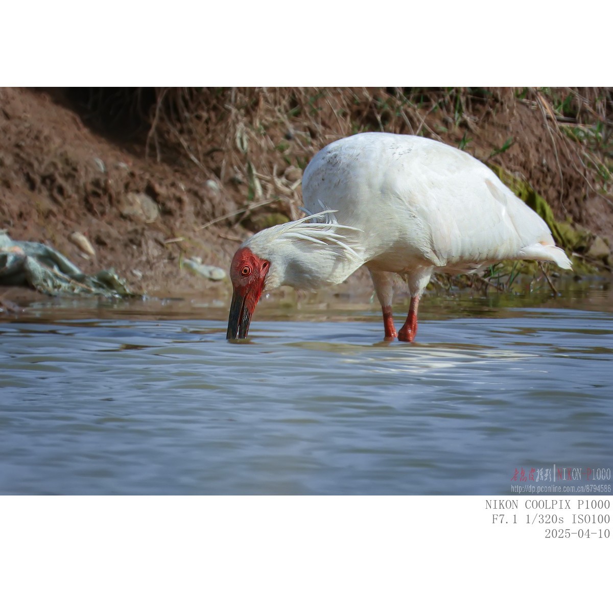 捞泥鳅（朱鹮）