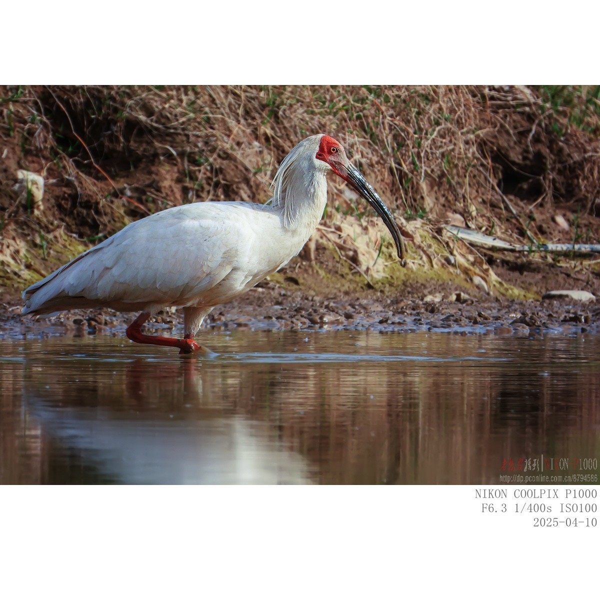 捞泥鳅（朱鹮）