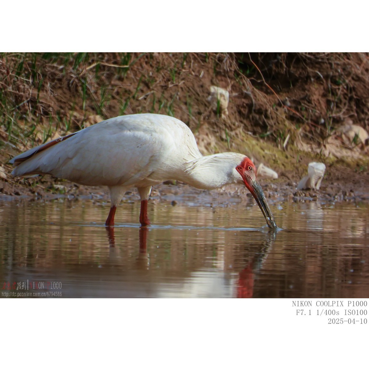 捞泥鳅（朱鹮）