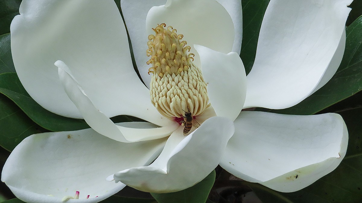 洁白如玉广玉兰